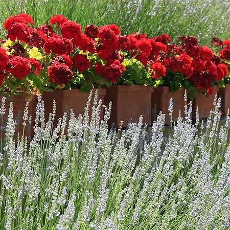 Agriturismo Cignan Rosso 팜스테이 *